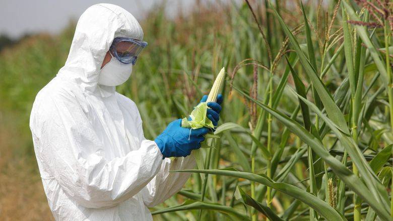 Коронавирус подтолкнул ряд стран сажать семена с ГМО, чтобы избежать голода - newizv.ru - Россия - Сша - Китай - Канада - Индия - Бразилия - Аргентина
