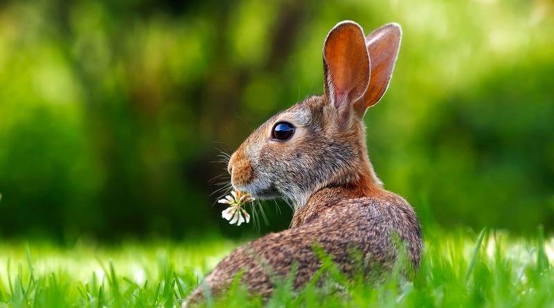 Новый штамм убивает кроликов на юго-западе США, и он не связан с коронавирусом - usa.one - Сша - штат Аризона - state Arizona