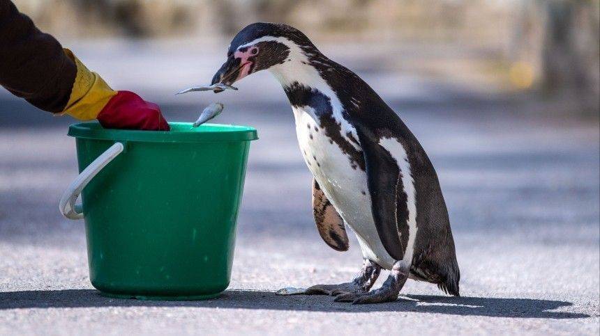 Африканские пингвины оккупировали улицы африканского города - 5-tv.ru - Юар