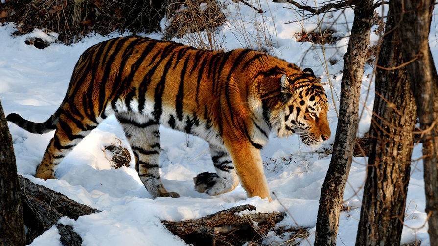 В Приморье ищут опекуна для тигра Амура - gazeta.ru - Приморье край