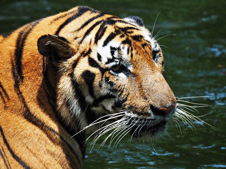В зоопарке Нью-Йорка у семи львов и тигров выявили COVID-19 - gordonua.com - Сша - Нью-Йорк - Нью-Йорк