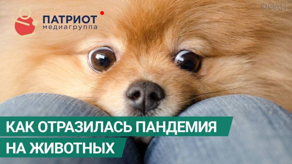 Live: Как отразилась пандемия на животных - riafan.ru