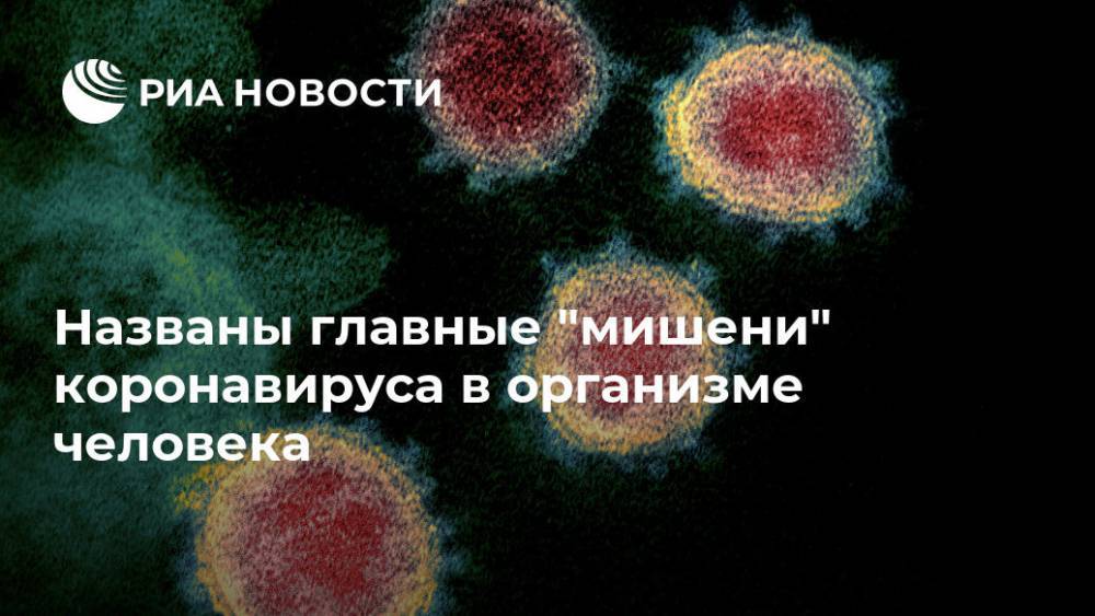 Названы главные "мишени" коронавируса в организме человека - ria.ru - Москва