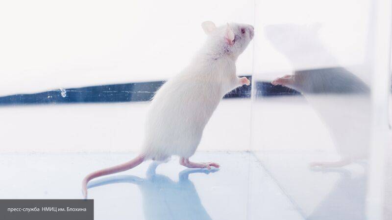 Михаил Мошкин - Жизнь на алтарь науки: как лабораторные мыши помогают победить коронавирус - nation-news.ru - Новосибирск