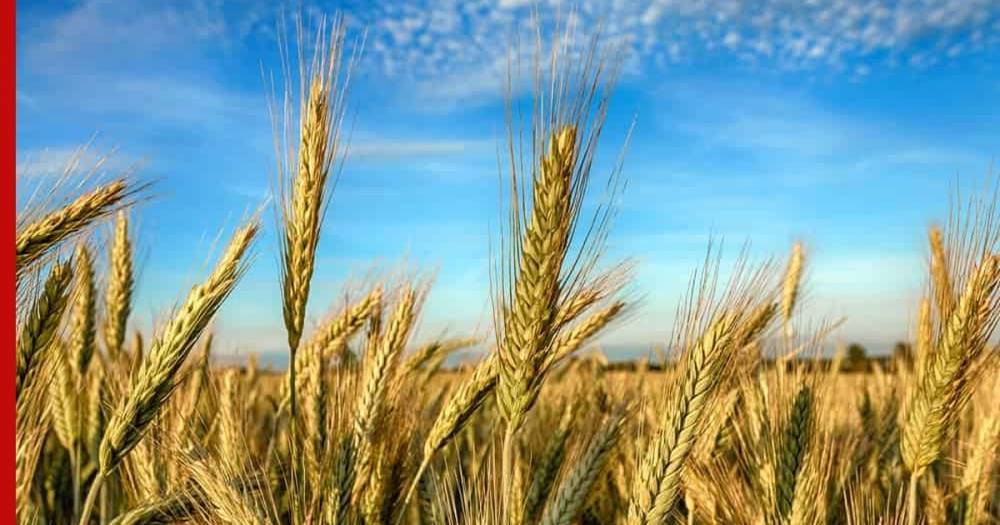 Продажи зерна из интервенционного фонда превысили 800 тыс. тонн - profile.ru - Россия