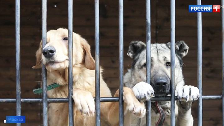 "Счастье с доставкой на дом": как помочь животным, оставшимся без опеки из-за пандемии - vesti.ru