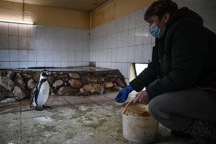 Российские врачи за свой счет накормили голодающих в зоопарке животных - lenta.ru