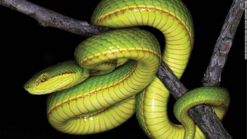 Гарри Поттер - Джоан Роулинг - Ученые обнаружили новый вид змей и назвали и его в честь Салазара Слизерина - usa.one - Сша - Индия