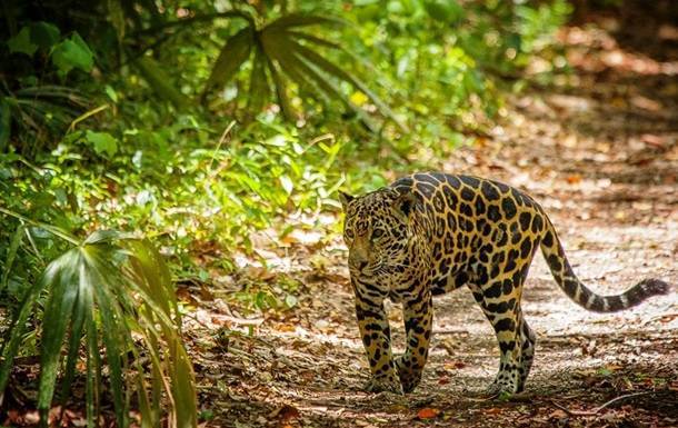 Ягуары вернулись в джунгли Гватемалы из-за COVID-19 - korrespondent.net - Гватемала - Республика Гватемала