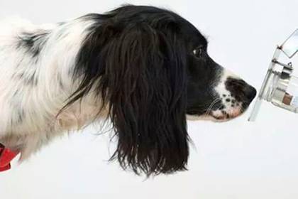 Описана польза собак при тестировании людей на коронавирус - lenta.ru - Англия