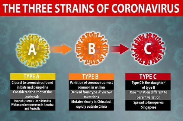 Мелита Вуйнович - Обнаружены три разновидности коронавируса, в Америке и Европе они разные - eadaily.com - Россия - Англия - Китай - Германия - Сингапур - Южная Корея