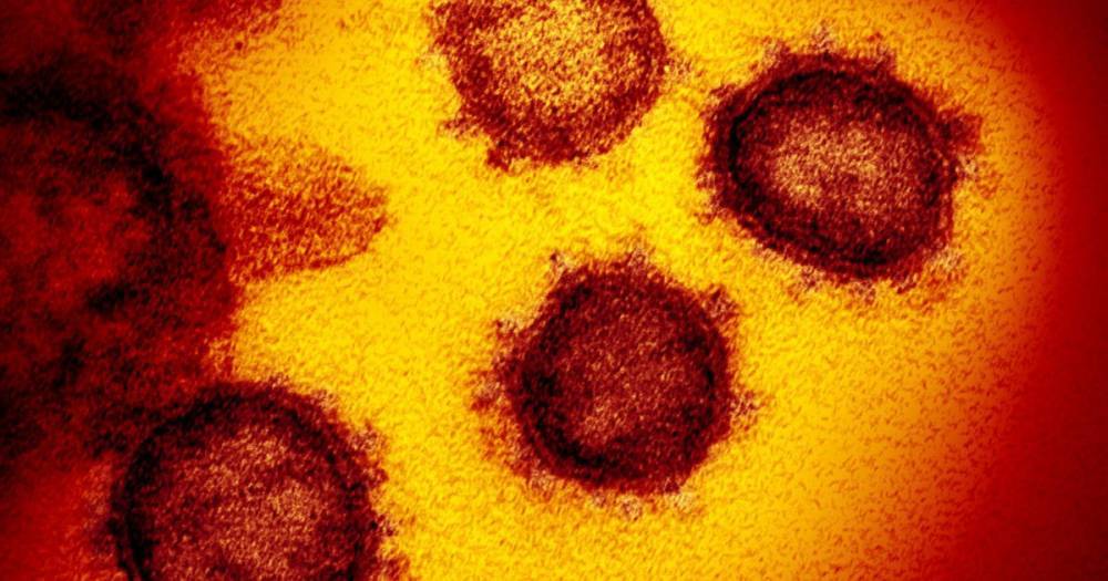 Ученые рассказали, как коронавирус попадает в организм человека - ren.tv