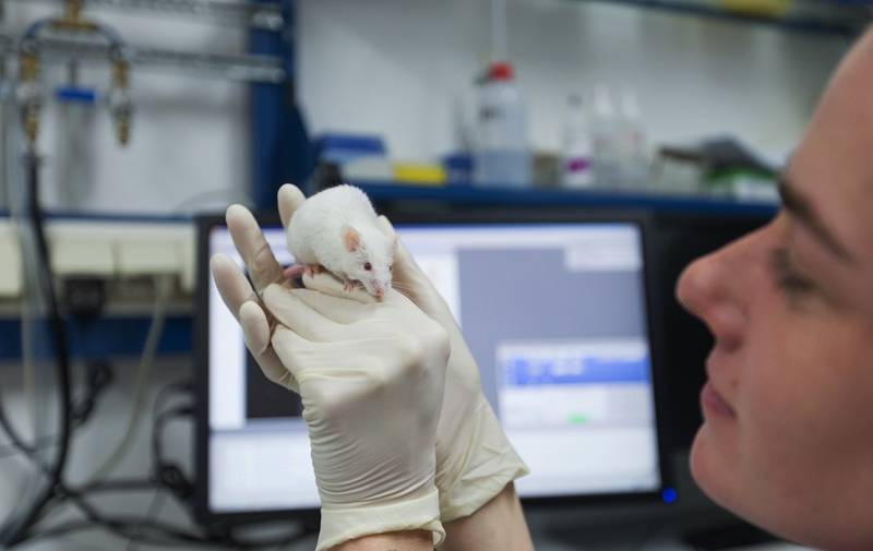 Александр Сергеев - Россия испытает вакцину от COVID-19 на "гуманизированных" мышах из США - tvc.ru - Россия - Москва - Сша - Вашингтон
