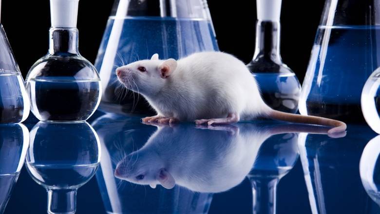 Александр Сергеев - США отправит в Россию лабораторных мышей для испытания вакцины от COVID-19 - newizv.ru - Россия - Сша