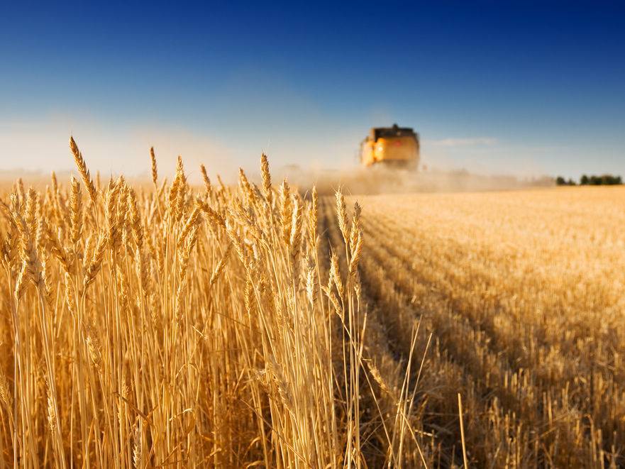 Урожай зерна в Украине из-за засухи и коронавируса сократится до 60 млн тонн - gordonua.com - Украина