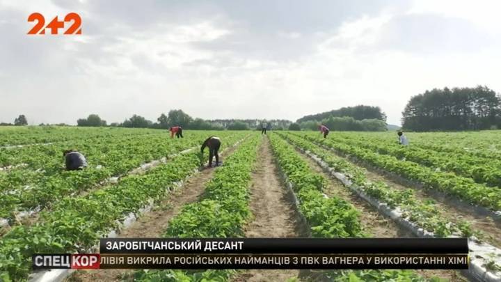 Украинские заробитчане едут спасать финский сельскохозяйственный сезон - vesti.ru - Финляндия - Евросоюз