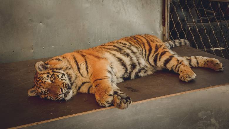 Для знаменитого тигра Амура ищут опекуна - nashgorod.ru - Тольятти - Тобольск