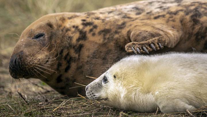 Впервые в истории науки в неволе родился серый тюлень - vesti.ru - Мурманск