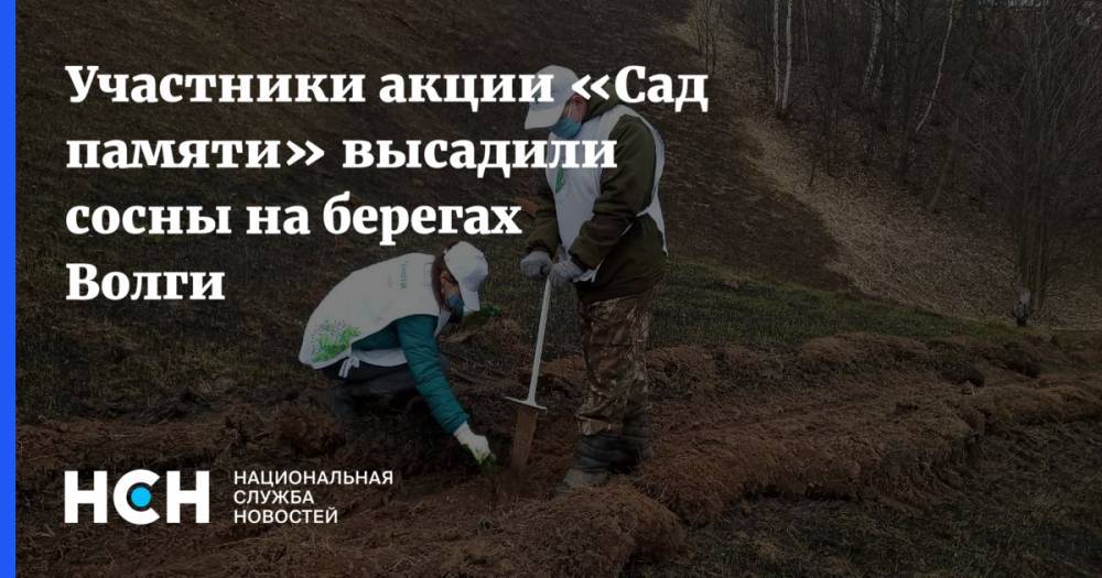 Участники акции «Сад памяти» высадили сосны на берегах Волги - nsn.fm - Казань - республика Татарстан