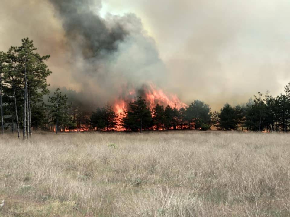 В Энергодаре пожарные ликвидировали пожар на территории лесничества (ФОТОРЕПОРТАЖ) - inform.zp.ua