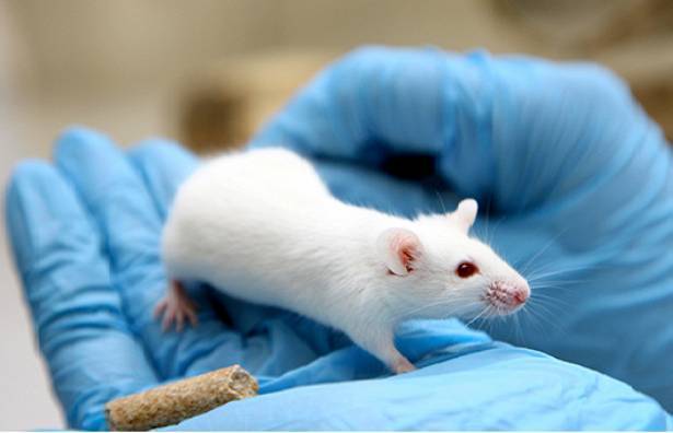 Александр Сергеев - США поставят России гуманизированных мышей для испытания вакцины от COVID-19 - newtvnews.ru - Россия - Сша