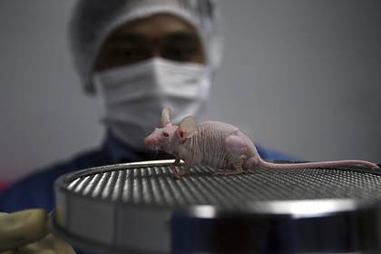 В России создадут мышей для испытания вакцины от коронавируса - lenta.ru - Россия