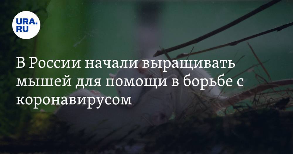 В России начали выращивать мышей для помощи в борьбе с коронавирусом - ura.news - Россия