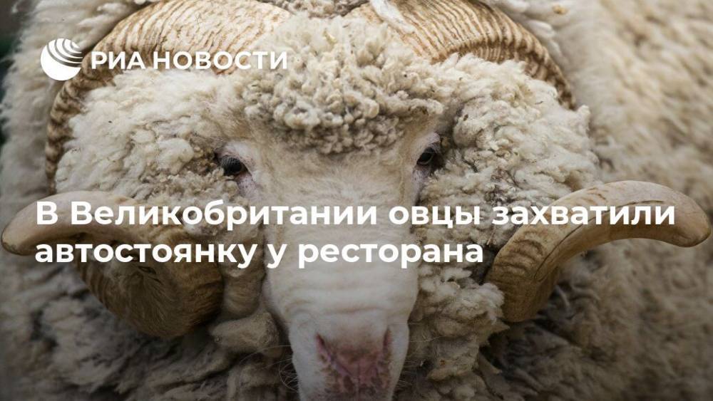 В Великобритании овцы захватили автостоянку у ресторана - ria.ru - Москва - Англия