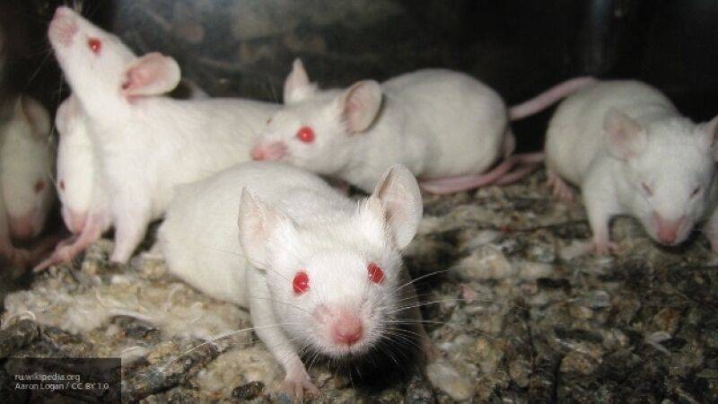 Роспотребнадзор сообщил о создании мышей для испытания вакцины от COVID-19 - nation-news.ru - Россия
