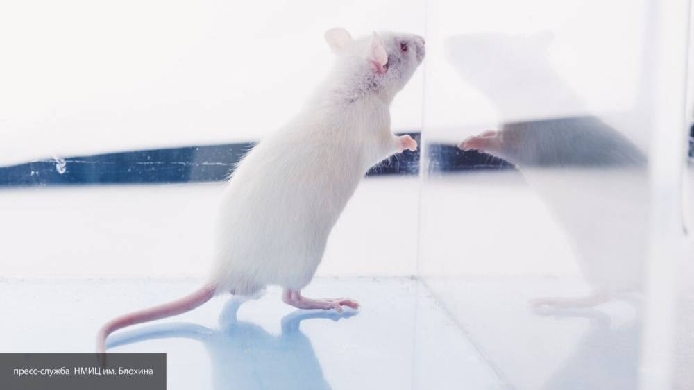 Российские ученые планируют выращивать мышей для исследований на коронавирус - inforeactor.ru - Россия