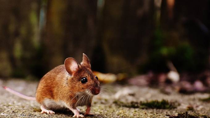 В России создадут мышей для испытания вакцины от COVID-19 - piter.tv - Россия