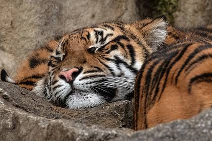 Тигры за считаные дни убили небывалое количество индийцев - lenta.ru - штат Махараштра - India