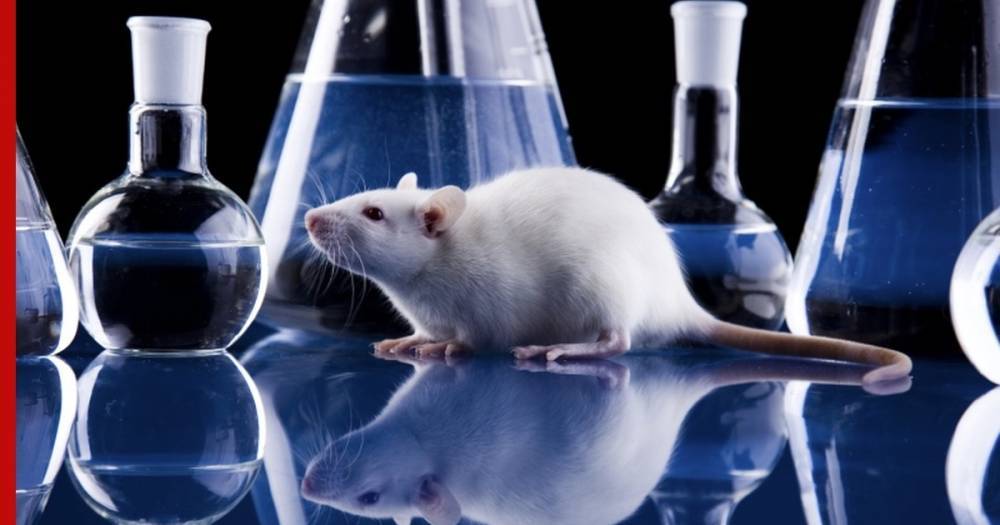 В России создадут мышей для испытания вакцины против коронавируса - profile.ru - Россия