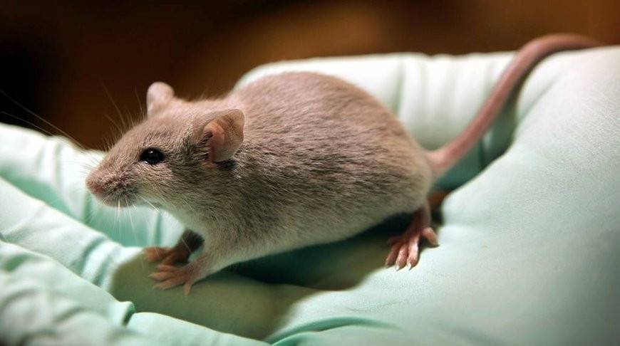 Действие РНК-вакцины от коронавируса успешно проверили на мышах - belta.by - Минск - Лондон