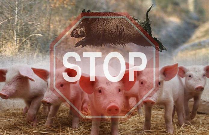 На острове Хортица и окружающих территориях сняли карантин африканской чумы свиней - inform.zp.ua