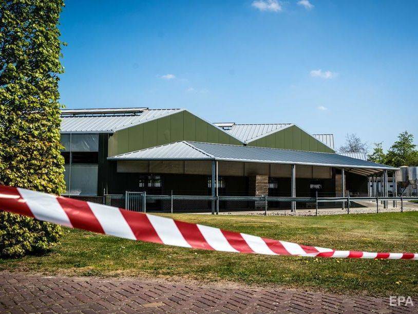 В Нидерландах коронавирусом заразились норки, две фермы изолировали - gordonua.com - Голландия