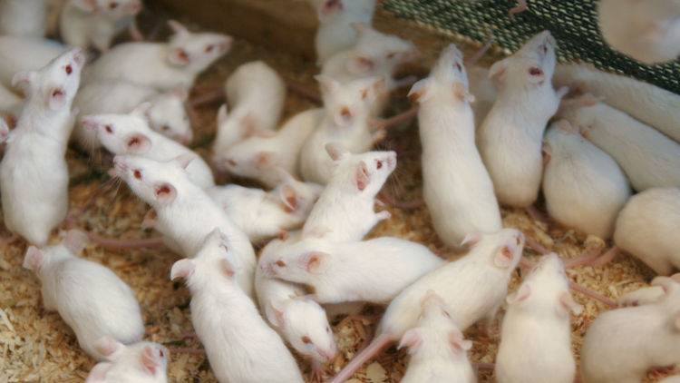 В России создадут специальных мышей для испытания лекарств от COVID-19 - crimea.ria.ru - Россия - Симферополь - республика Крым
