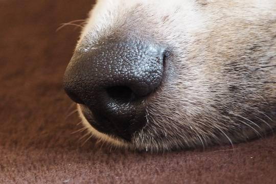 Собак научат вынюхивать COVID-19 - versia.ru