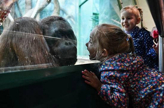 Зоопарк, автосалоны и рынки признали пострадавшими от коронавируса - pnp.ru