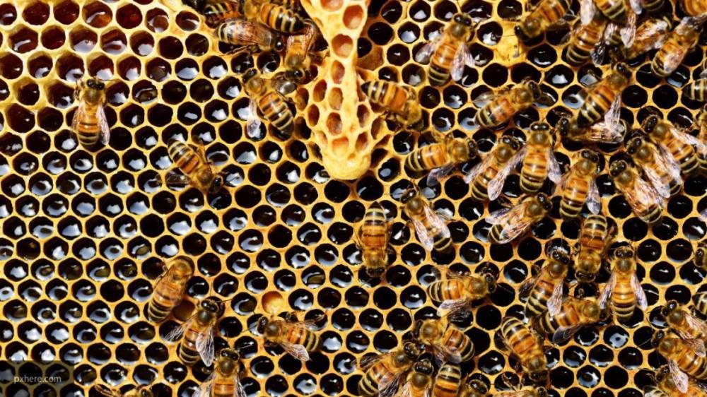 Американские биологи обнаружили вирус, который "зомбирует" пчел - inforeactor.ru - штат Иллинойс