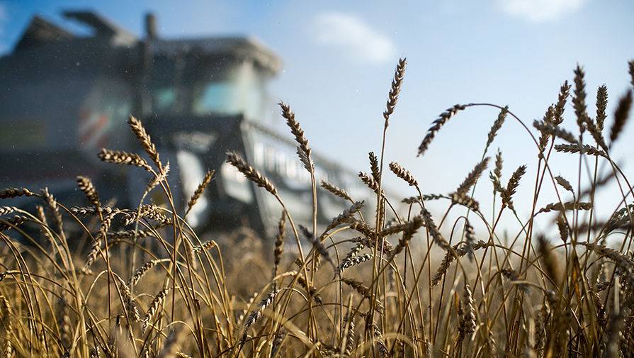 Bloomberg сообщил о мировом дефиците российской пшеницы - gazeta.ru - Россия