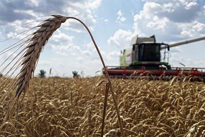 Российской пшеницы стало не хватать - lenta.ru - Россия