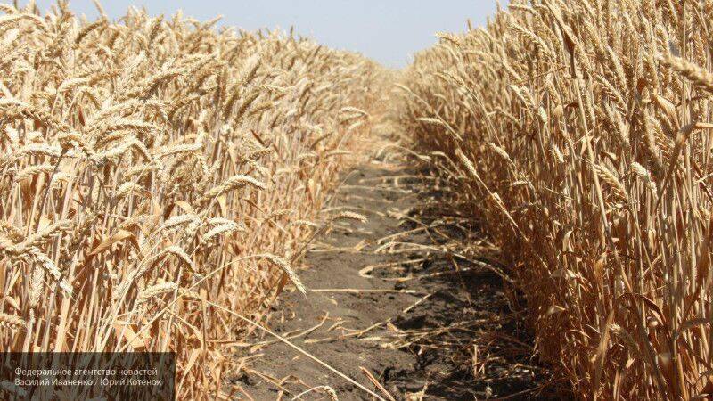 Bloomberg: покупателям по всему миру не хватает российской пшеницы - nation-news.ru - Россия