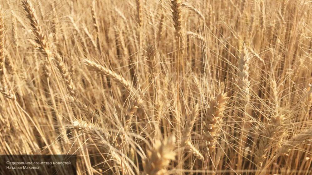 Bloomberg прогнозирует дефицит российской пшеницы на мировом рынке - inforeactor.ru - Россия - Москва - Сша