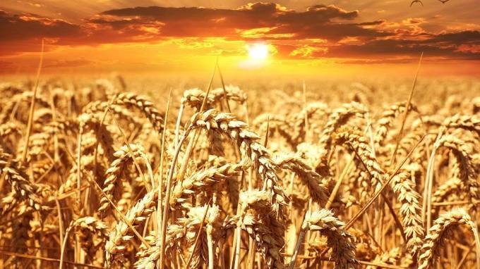 Bloomberg: В мире намечается дефицит российской пшеницы - piter.tv - Россия