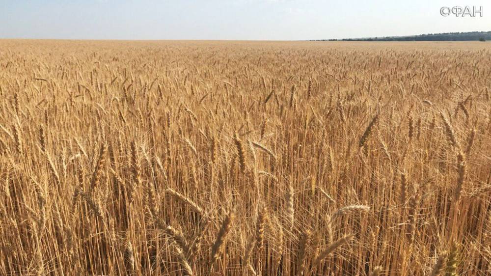 Bloomberg предупредил о риске дефицита российской пшеницы в мире - riafan.ru - Россия - Москва