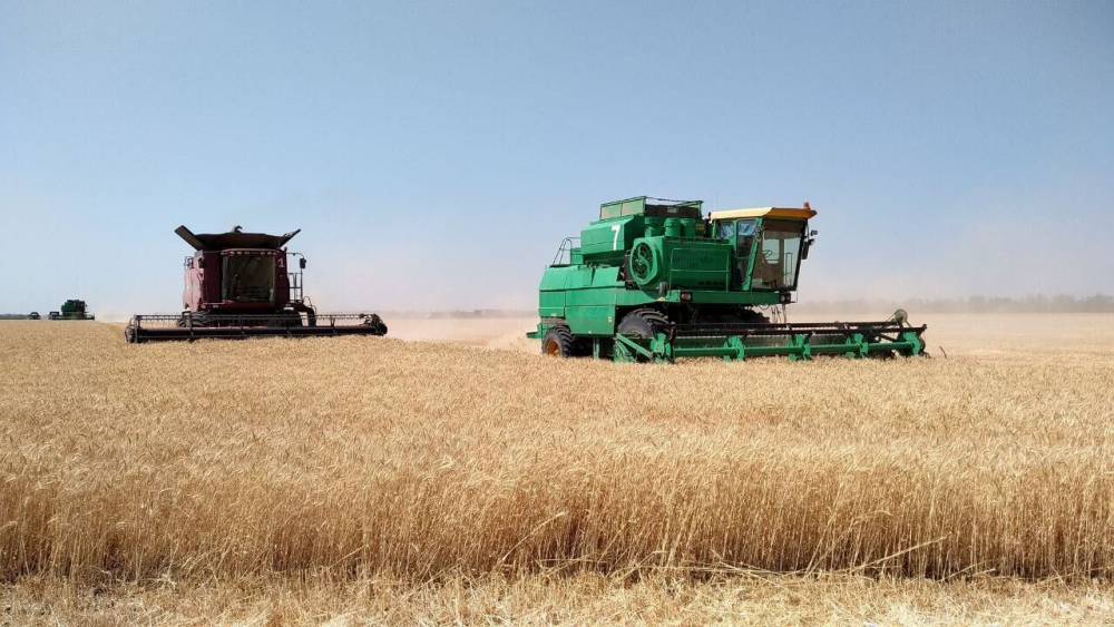 Аномальная погода может погубить урожай зерновых на Украине - politexpert.net - Украина