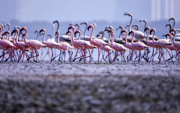 Розовые фламинго наводнили города Индии - korrespondent.net - Индия - Мумбаи