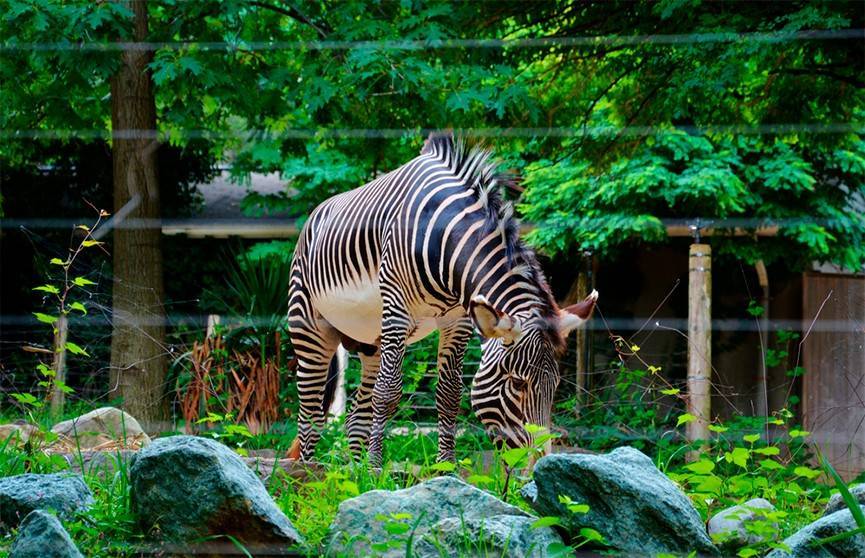 Европейские зоопарки оказались под угрозой разорения из-за карантина - ont.by