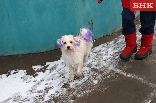 Как правильно выгуливать собаку во время пандемии - bnkomi.ru